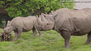 UK zoo keeps its rhinos warm with upgraded heating system by Mitsubishi Electric