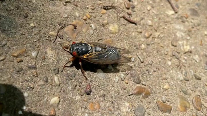 Cicadas wreak havoc in D.C. 