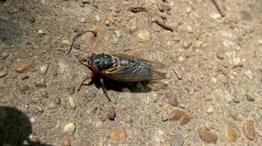 Cicadas wreak havoc in D.C. 
