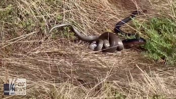 Snake eats snake in this dramatic scene (warning: graphic video)