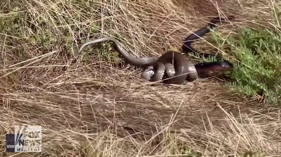 Snake eats snake in this dramatic scene (warning: graphic video)