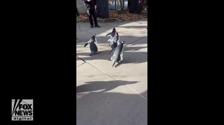 Pittsburgh Zoo puts on a ‘Penguins on Parade’ event to ring in the New Year