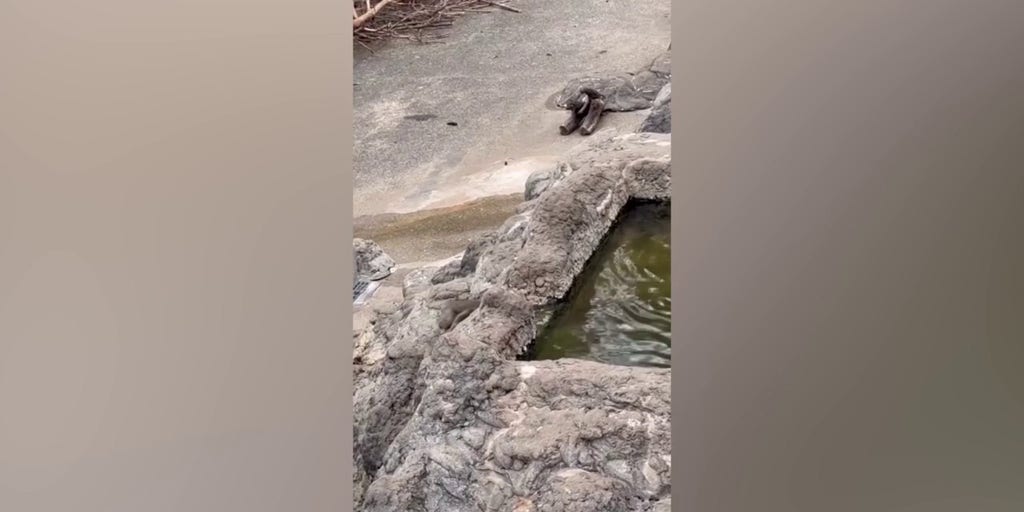 Baby monkey carries faithful stuffed companion everywhere he goes, drawing crowds at zoo