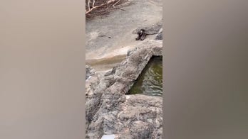 Baby monkey carries faithful stuffed companion everywhere he goes, drawing crowds at zoo