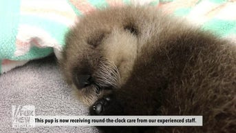 Orphaned sea otter pup RESCUED