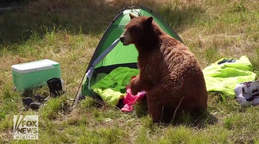 Black bears destroy mock campsite in honor of National Black Bear Day