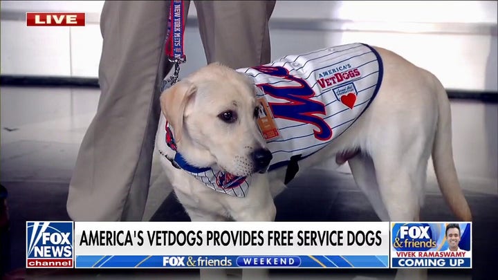Shea the puppy trains to be a service dog at New York Mets' stadium