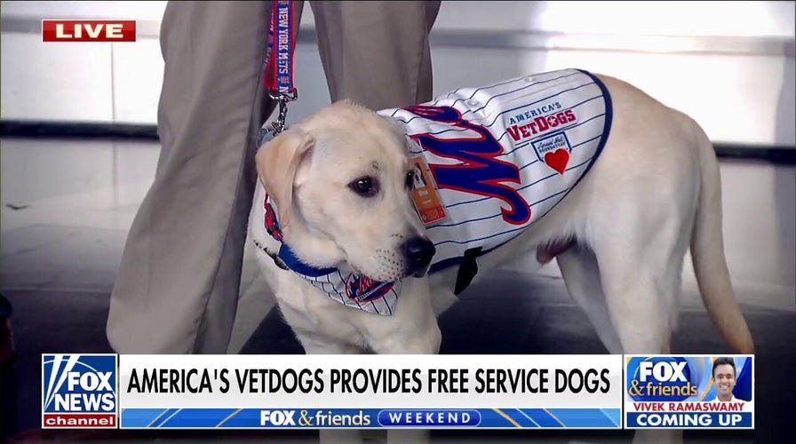 Shea the puppy trains to be a service dog at New York Mets stadium