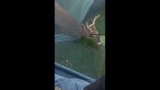Sheriff's Office deputies rush to the rescue of a deer stuck in a pool - Fox News