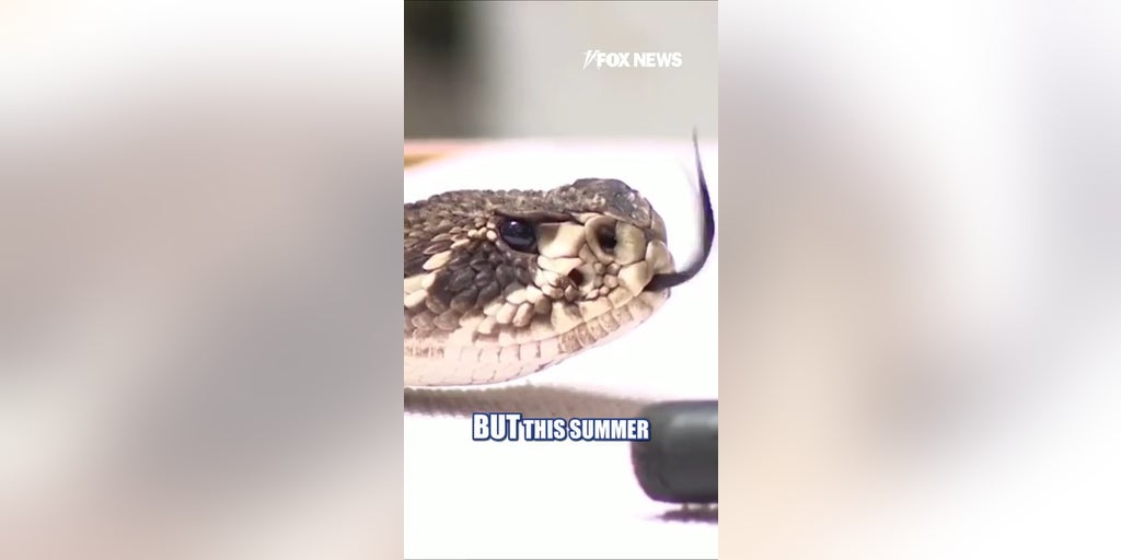 Snake bites surging across America