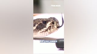 Snake bites surging across America