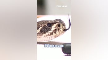 Snake bites surging across America