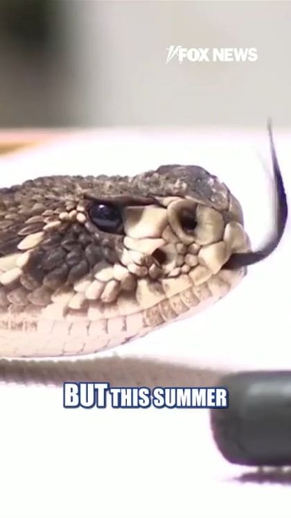 Snake bites surging across America