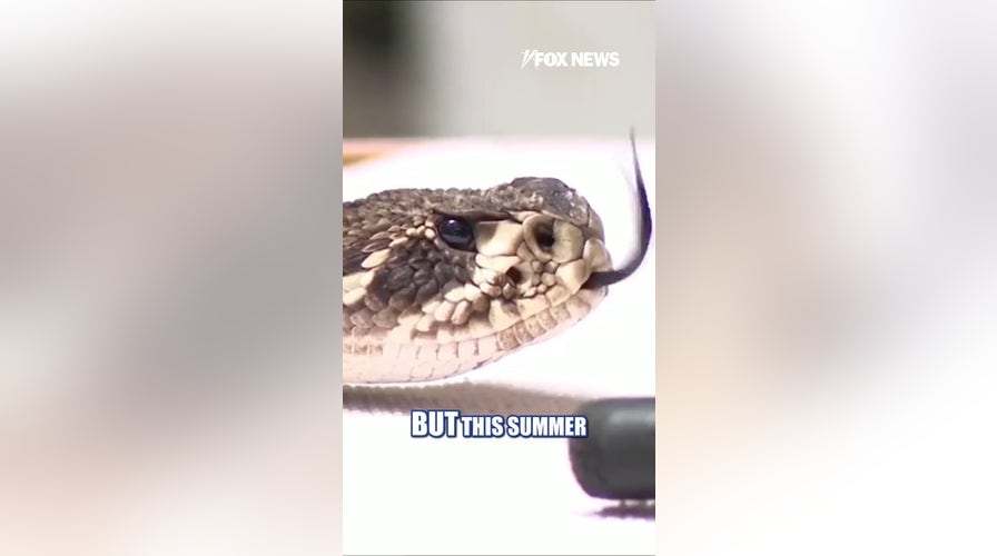 Snake bites surging across America