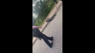 Police officer in South Carolina wrangles alligator on a road - Fox News