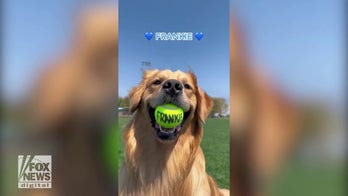 Dog 'chooses' baby's name, seemingly confirms gender for expectant parents