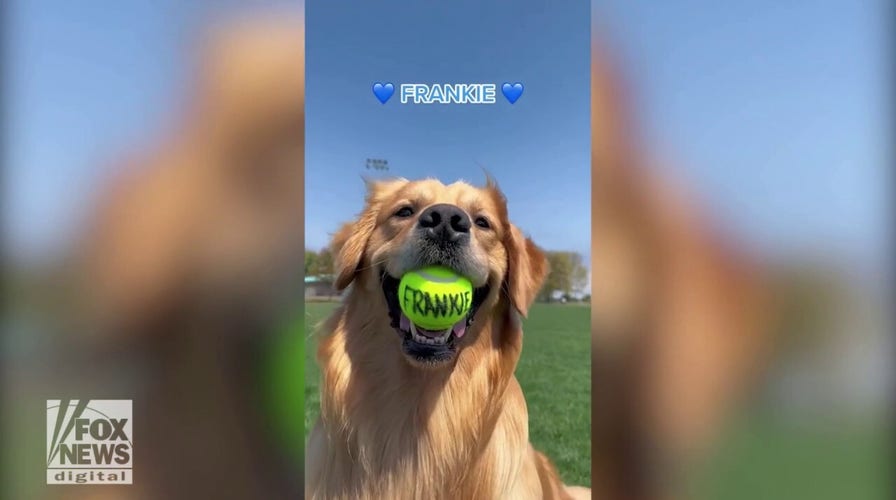 Dog 'chooses' baby's name, seemingly confirms gender for expectant parents