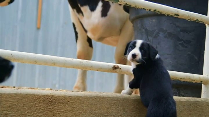 California animal rescue farm hosts puppies for companionship