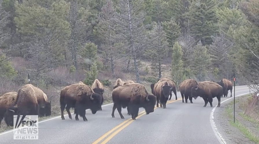 Bison herd blocks road in Yellowstone National Park