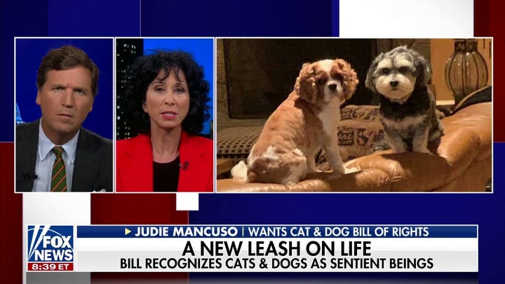 California lawmaker proposes bill of rights for cats and dogs 