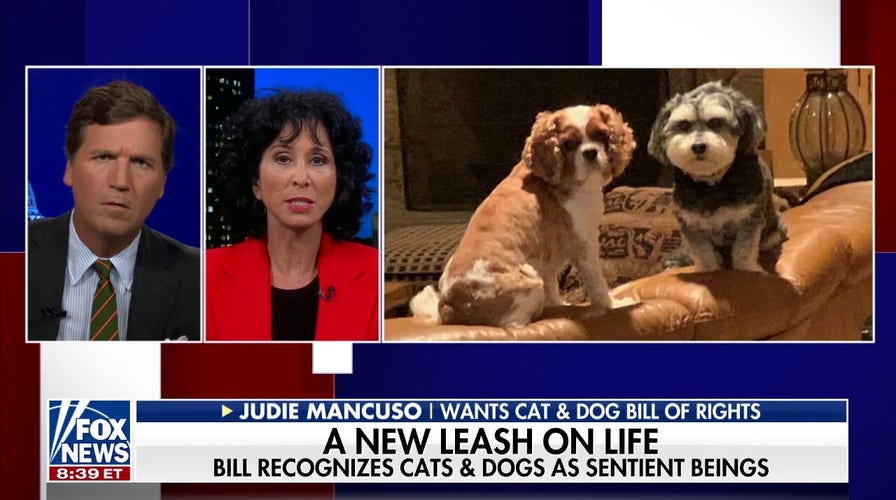 California lawmaker proposes bill of rights for cats and dogs 