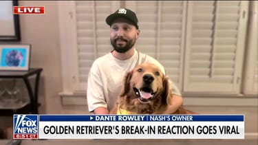 Golden retriever welcomes home intruder with toys