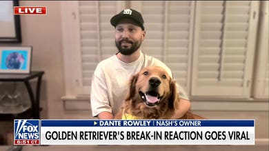 Golden retriever welcomes home intruder with toys