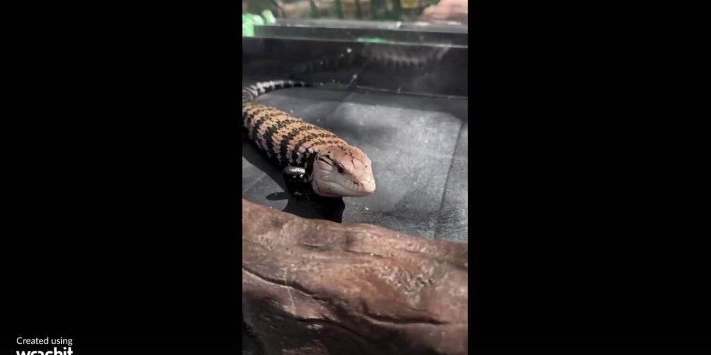 Zoo animal with blue tongue caught greeting guests in viral video | Fox News Video