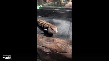Zoo animal with blue tongue caught greeting guests in viral video