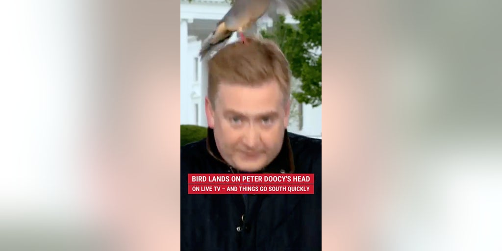 Bird lands on Peter Doocy's head on live TV – and things go south quickly