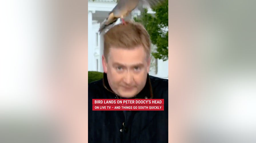 Bird lands on Peter Doocy's head on live TV – and things go south quickly