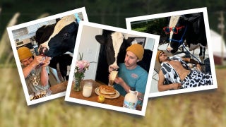 The viral rise of Bruce, the pancake-loving cow