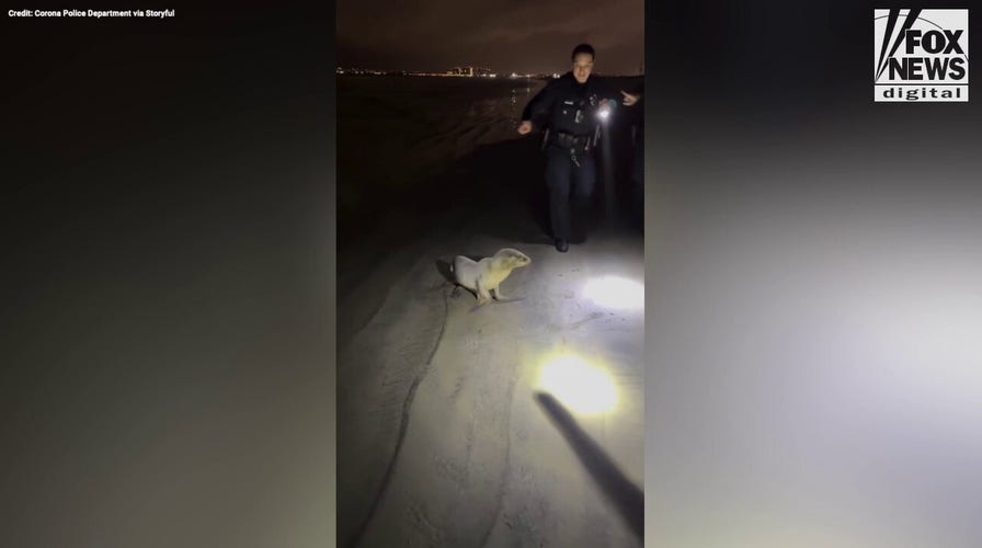 SEE IT: Baby sea lion says 'no thanks' to rescue efforts