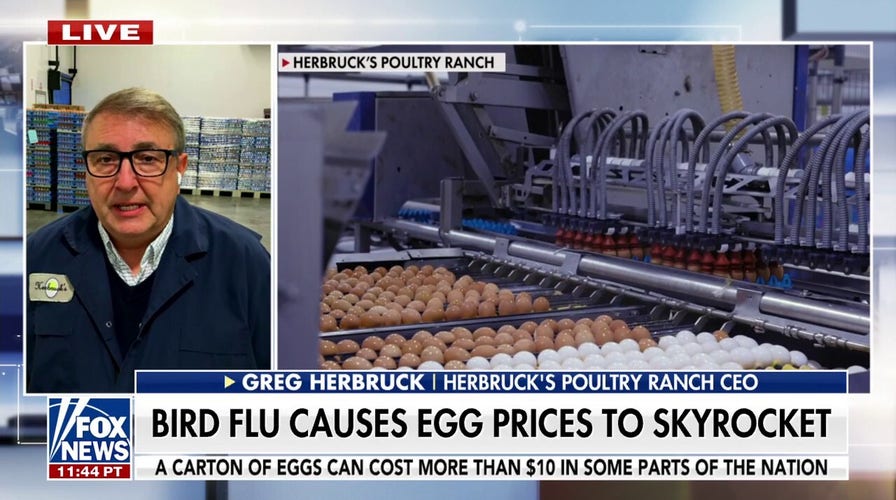 Poultry farmer reacts to egg shortage: 'We're entering the fourth year of a battle and we're losing' 