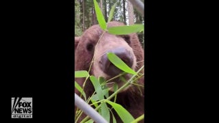 Sequoia Park Zoo black bear snacks on crunchy bamboo - Fox News