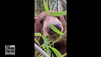 Sequoia Park Zoo black bear snacks on crunchy bamboo