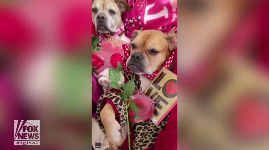 Rescue dogs dress up in stylish outfits to celebrate Valentine’s Day