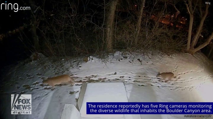 Colorado homeowner's Ring camera captures 2 mountain lions strolling across yard