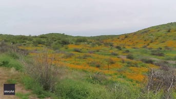 SEE IT: Gorgeous FLOWER super bloom