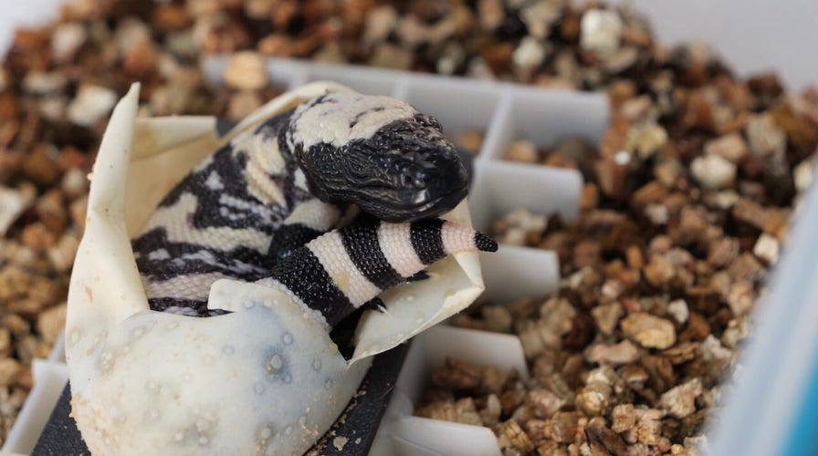 Melbourne Zoo welcomes newly hatched 'monsters' that gave us Ozempic