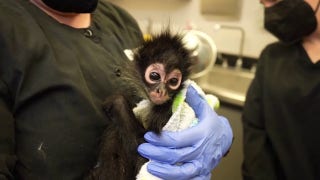 Spider monkey rescued after California drug bust