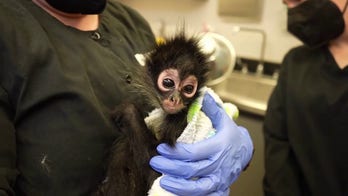 Spider monkey rescued after California drug bust