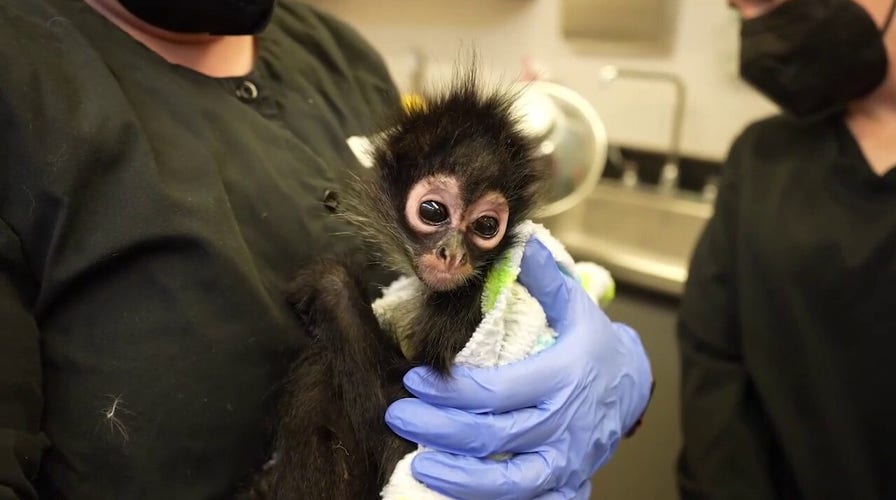Spider monkey rescued after California drug bust
