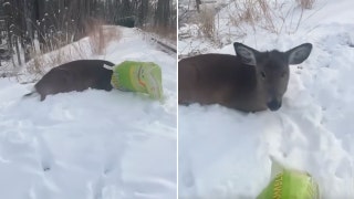 Hiding spot revealed as police officer lifts feed bag from hungry deer's head