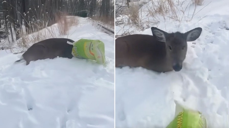Hiding spot revealed as police officer lifts feed bag from hungry deer's head
