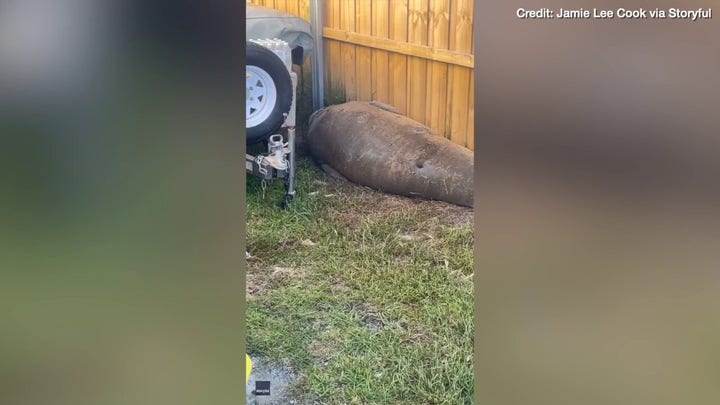 Neil the Seal caught "breaking into" garage in Tasmania 