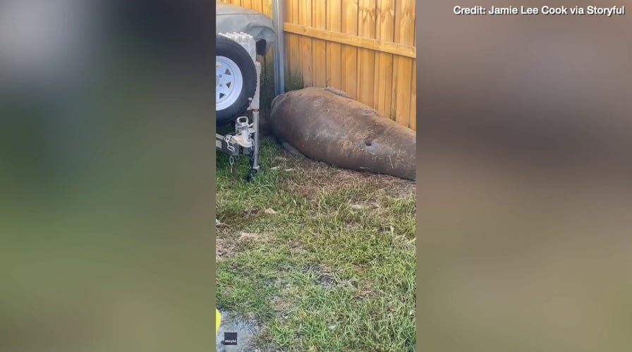 Neil the Seal caught "breaking into" garage in Tasmania 