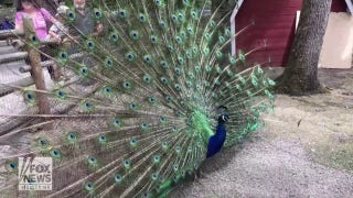 Peacock shows off its impressive feather display in British Columbia - Fox News