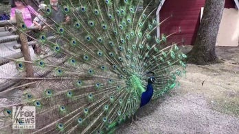 Peacock shows off its impressive feather display in British Columbia