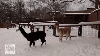 Animals at Nashville Zoo experience a snow day